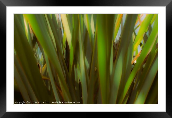 New Zealand Flax Leaves Framed Mounted Print by Errol D'Souza