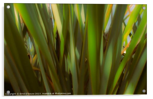 New Zealand Flax Leaves Acrylic by Errol D'Souza