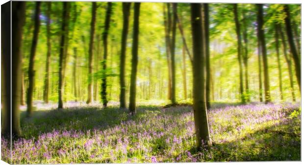 Bluebell Woods Canvas Print by Apollo Aerial Photography