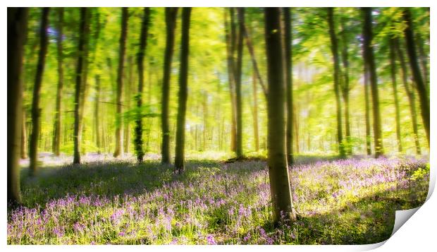 Bluebell Woods Print by Apollo Aerial Photography