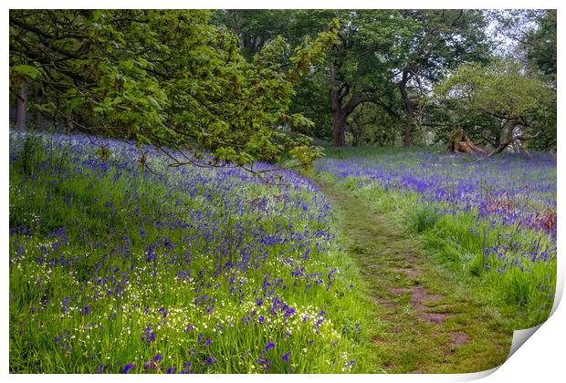 Enchanting Newton Woods & Roseberry Topping Print by Steve Smith