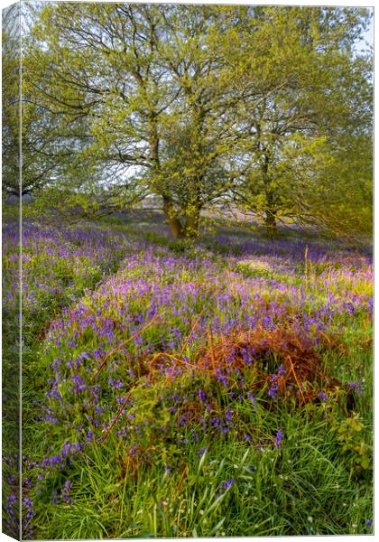 Enchanting Newton Woods & Roseberry Topping Canvas Print by Steve Smith
