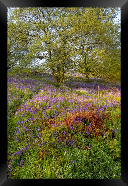 Enchanting Newton Woods & Roseberry Topping Framed Print by Steve Smith