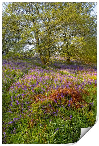 Enchanting Newton Woods & Roseberry Topping Print by Steve Smith