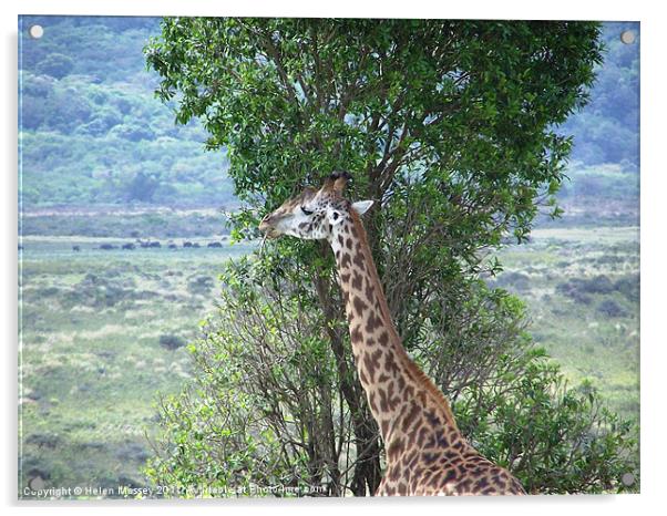 Browsing Giraffe Acrylic by Helen Massey