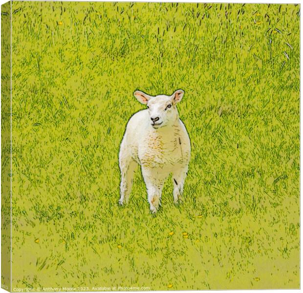 The Lamb. Canvas Print by Anthony Moore