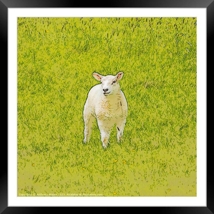The Lamb. Framed Mounted Print by Anthony Moore
