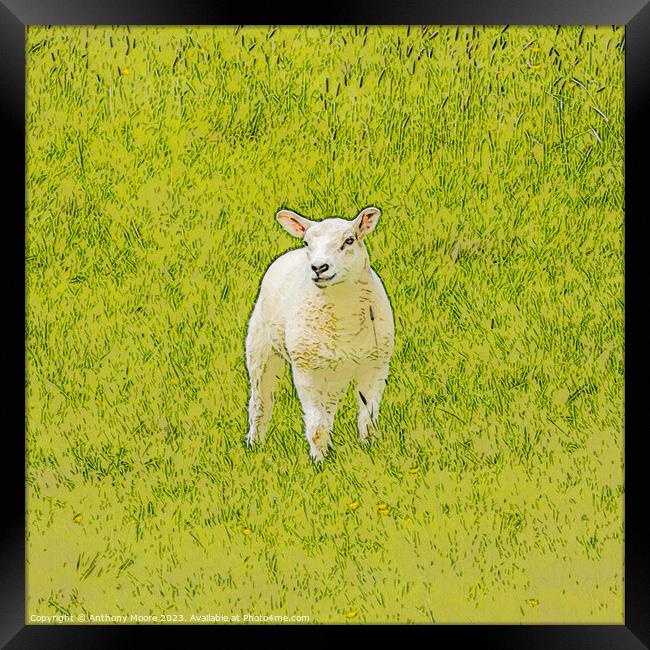 The Lamb. Framed Print by Anthony Moore