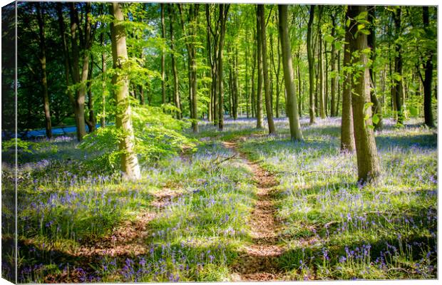 Bluebells In The Woods Canvas Print by Apollo Aerial Photography
