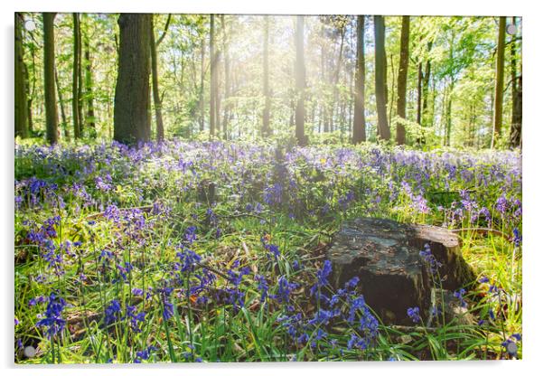 Bluebells In The Woods Acrylic by Apollo Aerial Photography