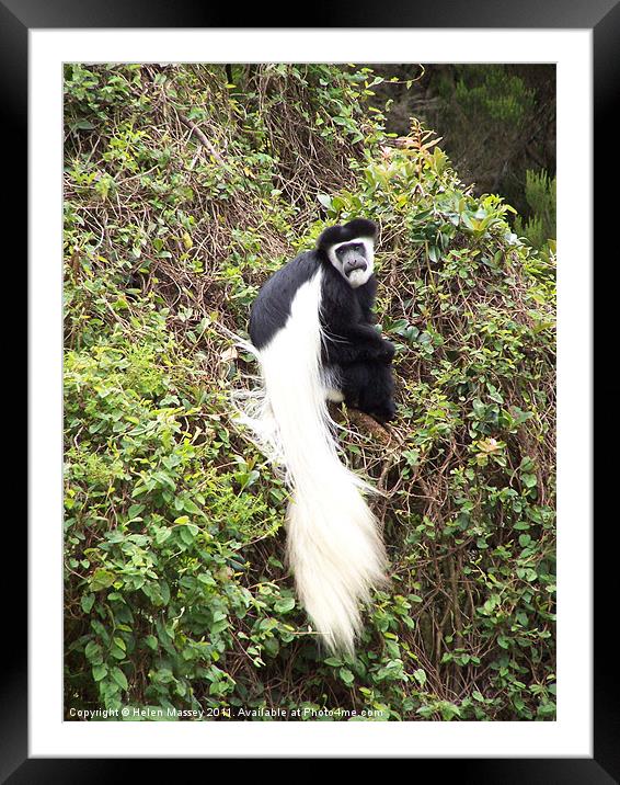 Colobus Monkey Framed Mounted Print by Helen Massey