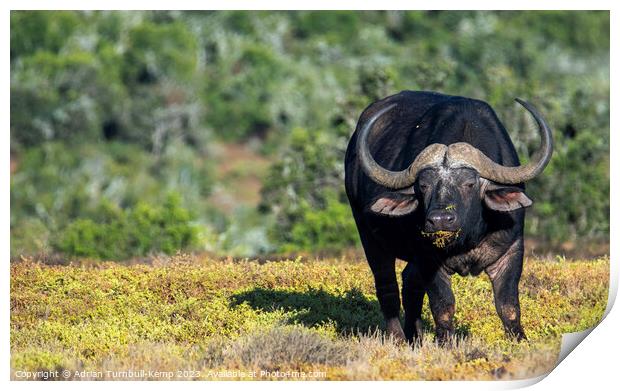 Grazing African Savanna Buffalo Print by Adrian Turnbull-Kemp