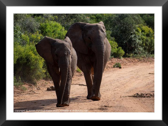 In sync elephants Framed Mounted Print by Adrian Turnbull-Kemp