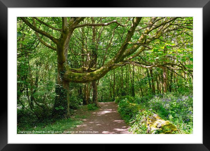A Walk in Enchanting Woods Framed Mounted Print by Pearl Bucknall