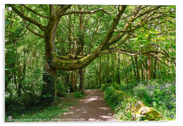 A Walk in Enchanting Woods Acrylic by Pearl Bucknall
