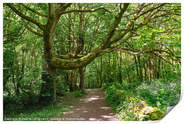 A Walk in Enchanting Woods Print by Pearl Bucknall