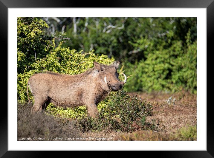 Common Warthog boar Framed Mounted Print by Adrian Turnbull-Kemp
