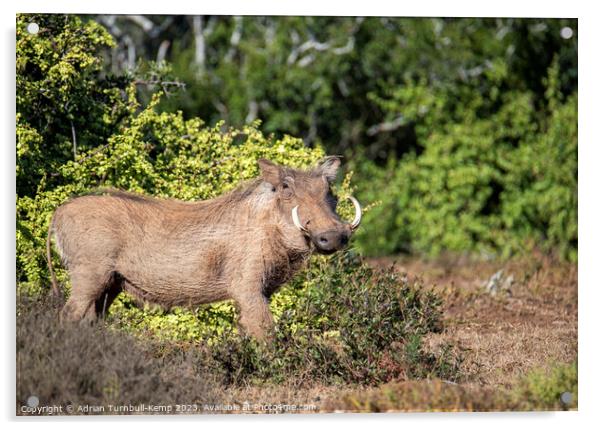 Common Warthog boar Acrylic by Adrian Turnbull-Kemp