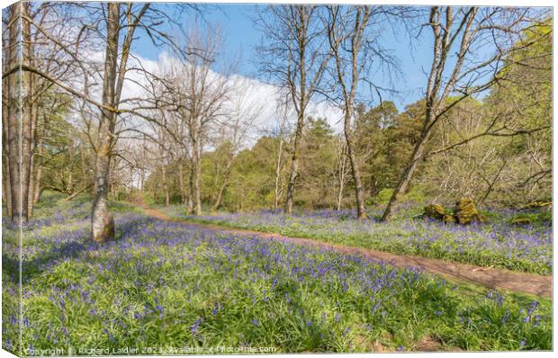 Flowering English Bluebells at Low Force (2) Canvas Print by Richard Laidler