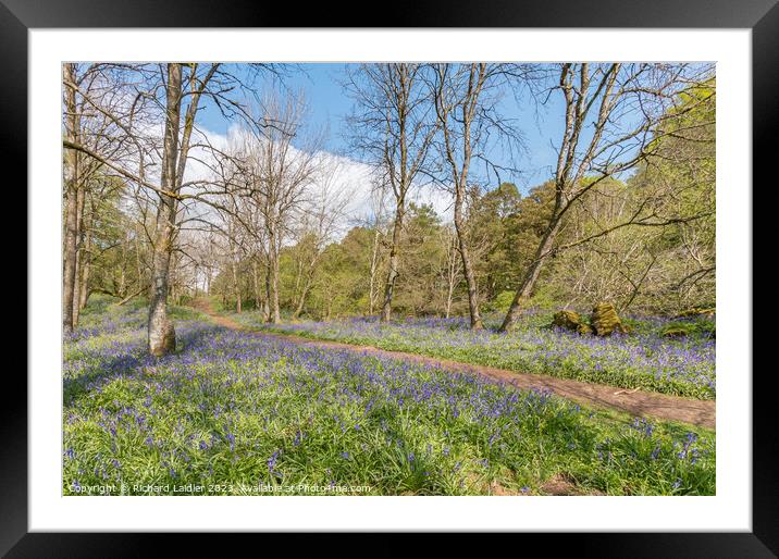 Flowering English Bluebells at Low Force (2) Framed Mounted Print by Richard Laidler