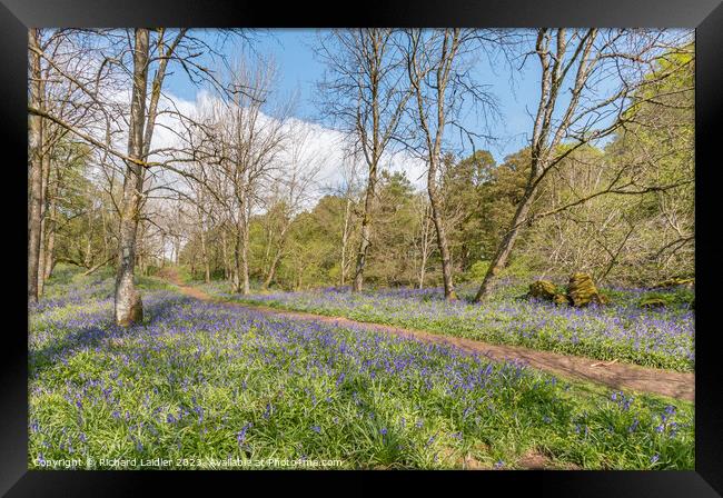 Flowering English Bluebells at Low Force (2) Framed Print by Richard Laidler
