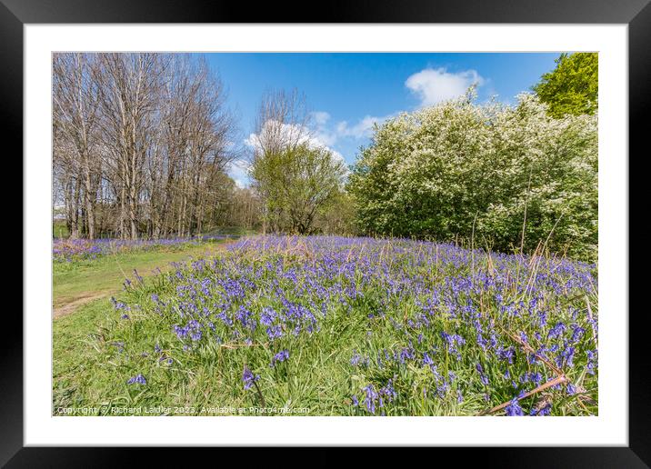 Flowering English Bluebells at Low Force (1) Framed Mounted Print by Richard Laidler