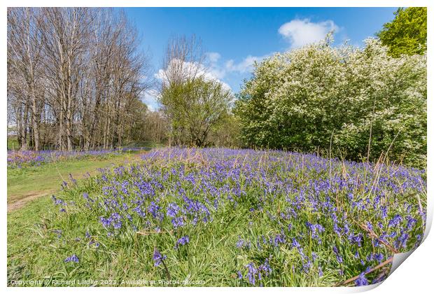 Flowering English Bluebells at Low Force (1) Print by Richard Laidler