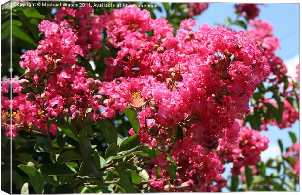Red Lilac Bush Canvas Print by Michael Waters Photography