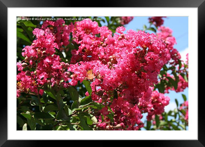 Red Lilac Bush Framed Mounted Print by Michael Waters Photography