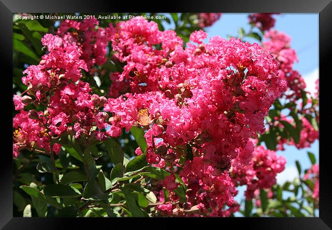 Red Lilac Bush Framed Print by Michael Waters Photography