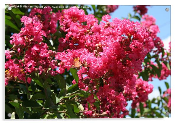 Red Lilac Bush Acrylic by Michael Waters Photography