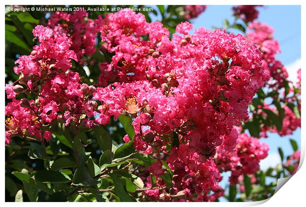 Red Lilac Bush Print by Michael Waters Photography