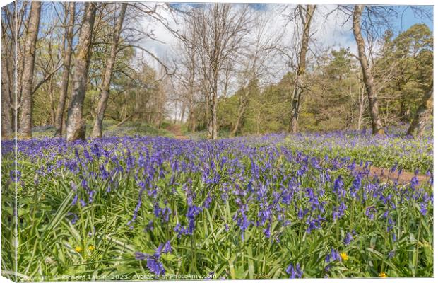 Flowering English Bluebells at Low Force (3) Canvas Print by Richard Laidler