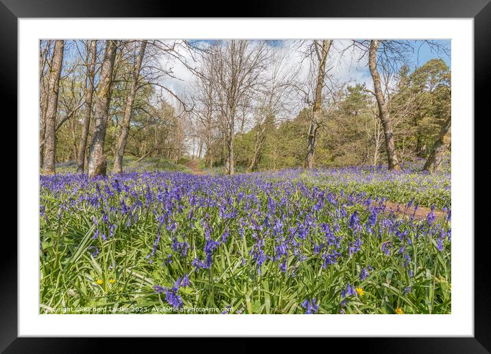 Flowering English Bluebells at Low Force (3) Framed Mounted Print by Richard Laidler