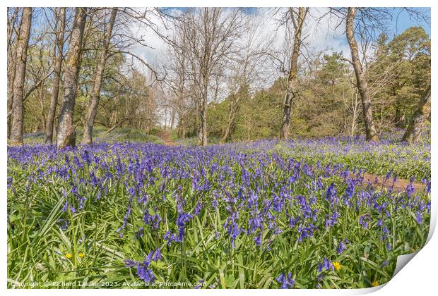 Flowering English Bluebells at Low Force (3) Print by Richard Laidler