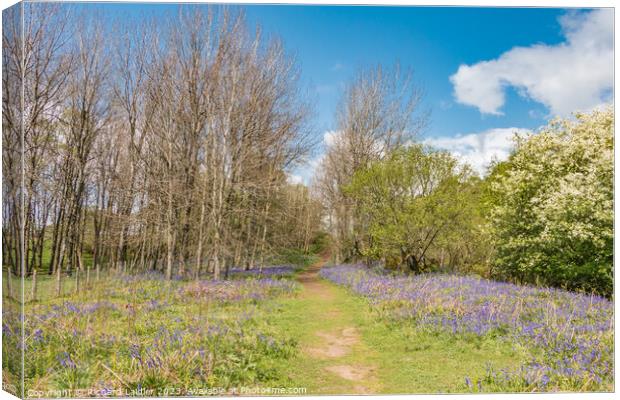 Flowering English Bluebells at Low Force (4) Canvas Print by Richard Laidler