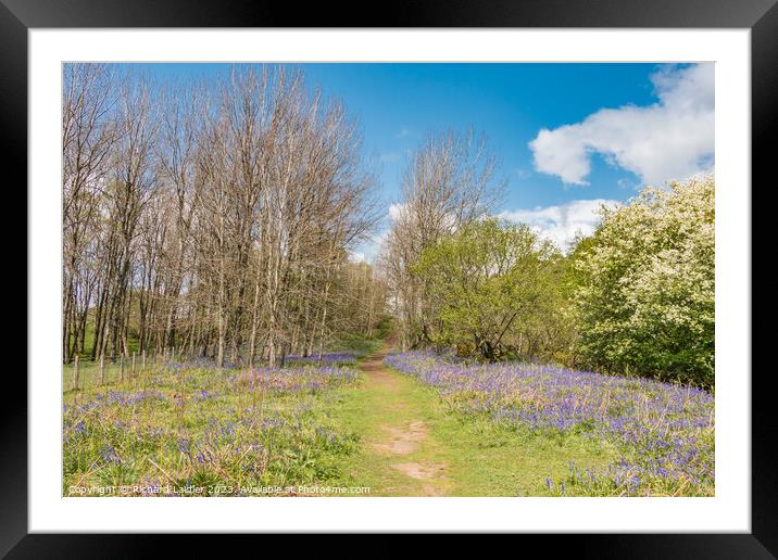 Flowering English Bluebells at Low Force (4) Framed Mounted Print by Richard Laidler