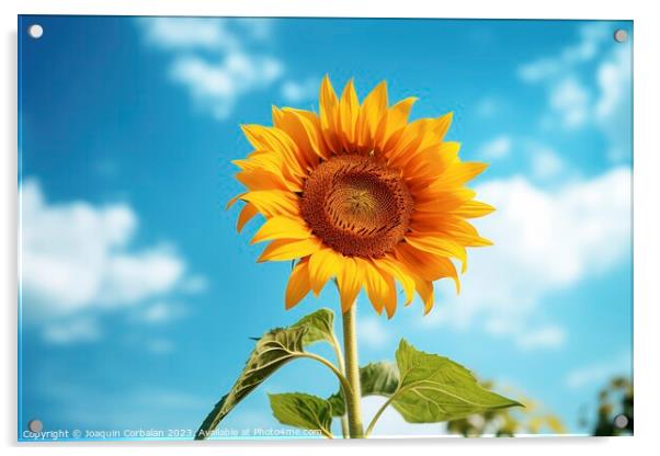 The sunflower shines with joy as it basks in the warmth of summe Acrylic by Joaquin Corbalan