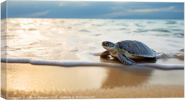 A newly hatched baby turtle clumsily walks along the beach. Ai g Canvas Print by Joaquin Corbalan