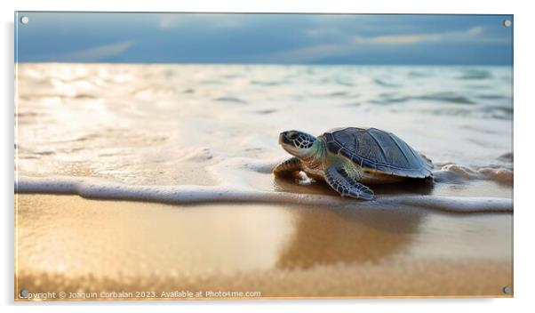 A newly hatched baby turtle clumsily walks along the beach. Ai g Acrylic by Joaquin Corbalan