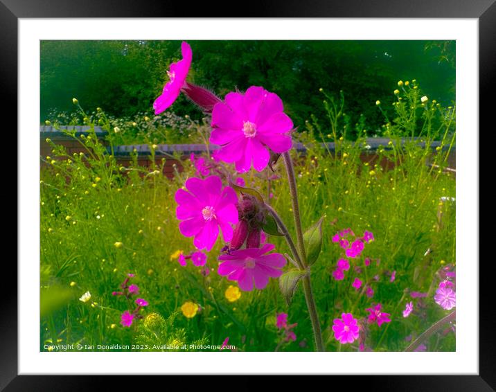Delicate Red Catchfly Blossom Framed Mounted Print by Ian Donaldson