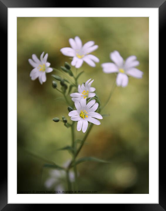 Radiant Beauty Framed Mounted Print by Jeremy Sage