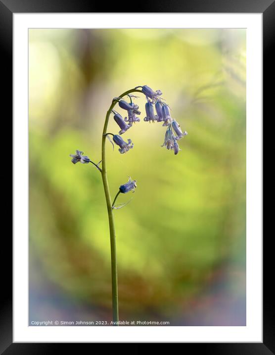 Isolated bluebell Framed Mounted Print by Simon Johnson