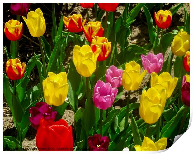 Colourful tulips Print by Stephanie Moore
