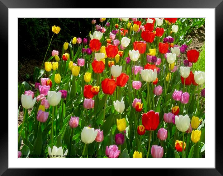More spring tulips Framed Mounted Print by Stephanie Moore