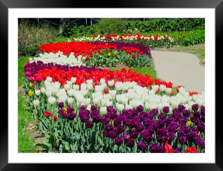 Tulips Framed Mounted Print by Stephanie Moore