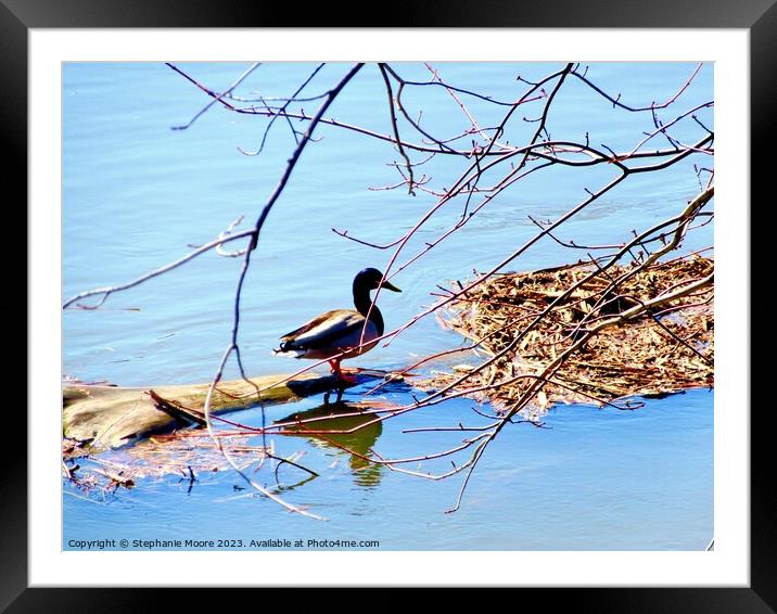 Duck  Framed Mounted Print by Stephanie Moore