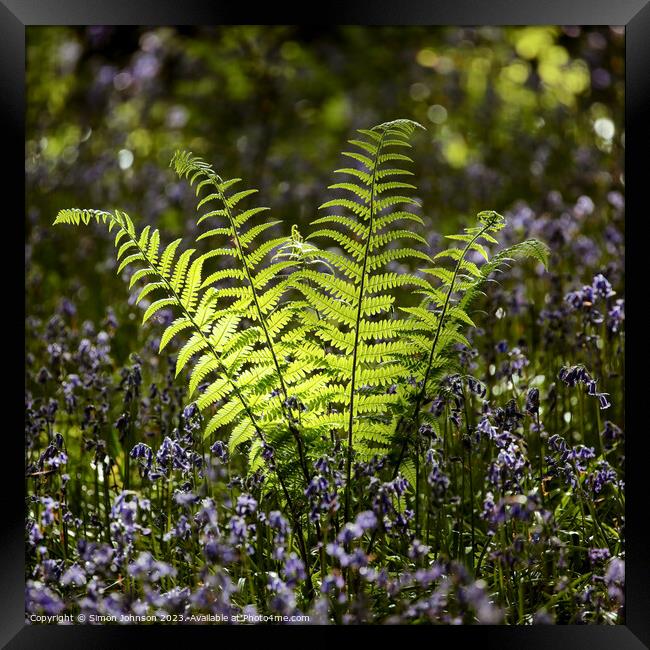 sunlit fern Framed Print by Simon Johnson