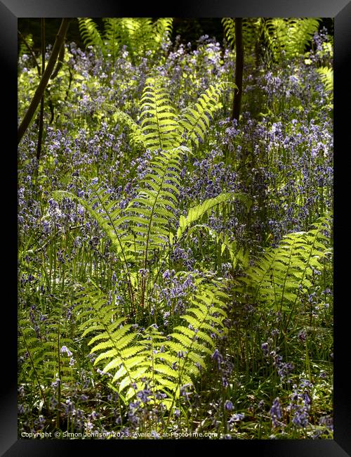 sunlit ferns Framed Print by Simon Johnson