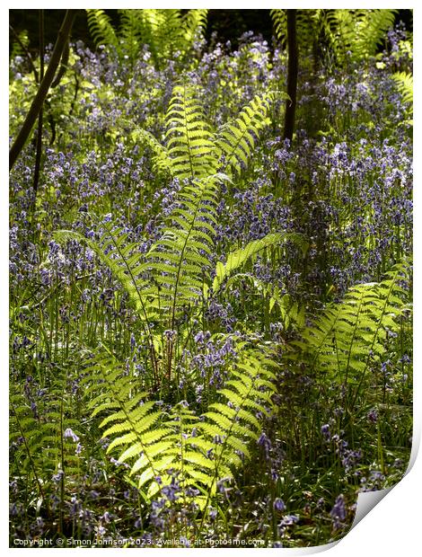 sunlit ferns Print by Simon Johnson